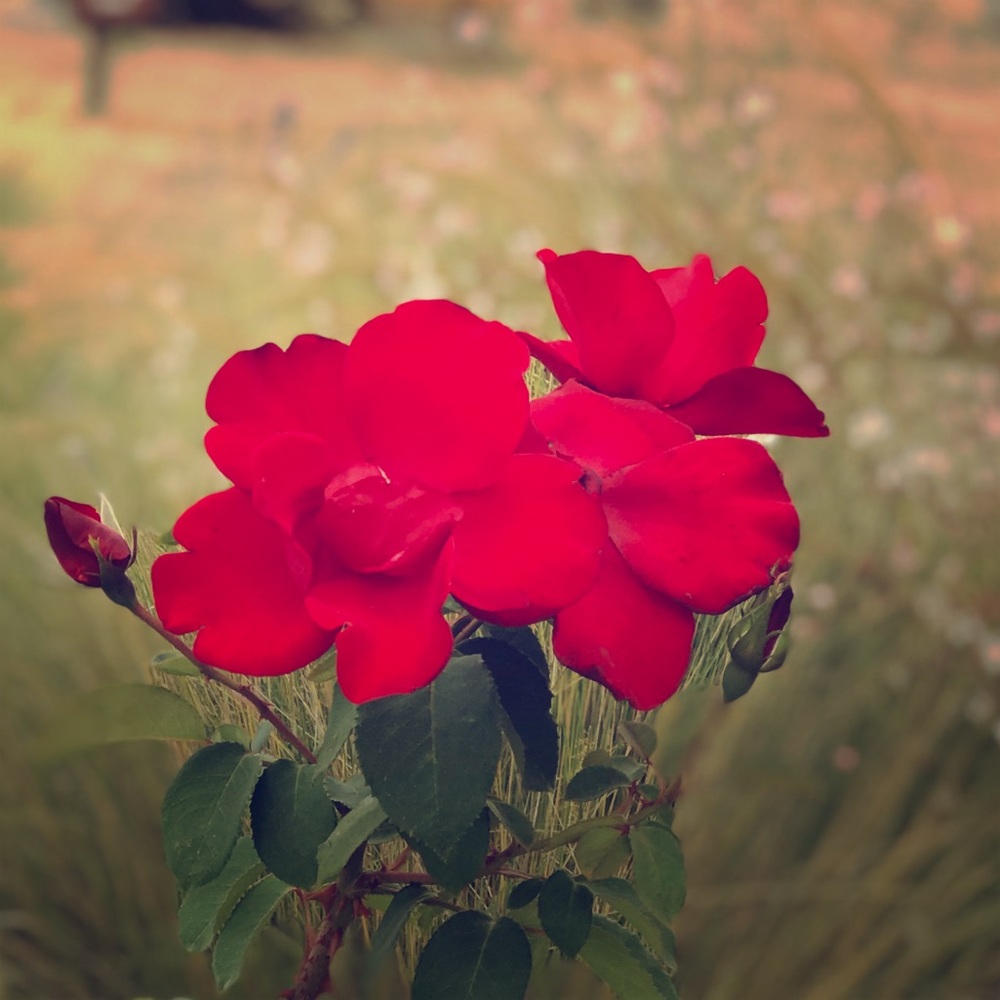 Meet your Posher, Rileigh